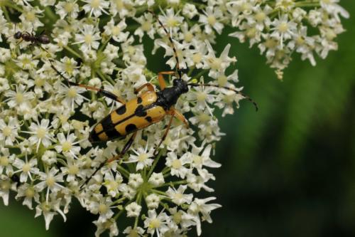 Rutpela maculata