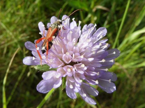 Stenopterus rufus