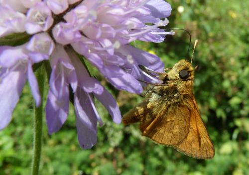 Ochlodes sylvanus
