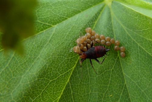 Réf. 142 906 : Deraeocoris ruber