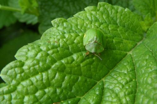 Réf. 142 987 : Cassida viridis