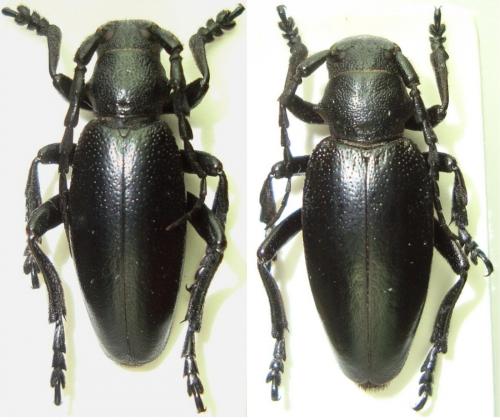 Dorcadion fulvum fulvum