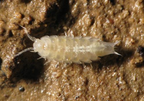 Trichoniscoides davidi