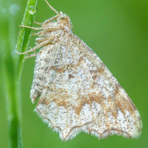 Réf. 142 536 : Macaria sp.