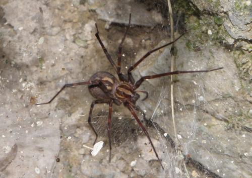 Réf. 142 252 : Eratigena inermis