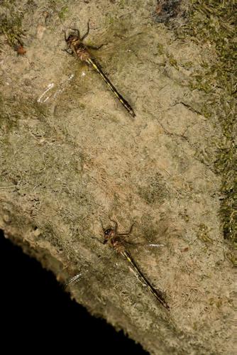 Oxygastra curtisii
