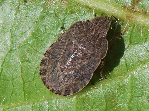 Réf. 142 014 : Sciocoris homalonotus