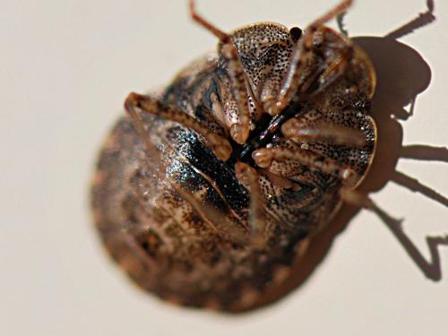 Sciocoris homalonotus
