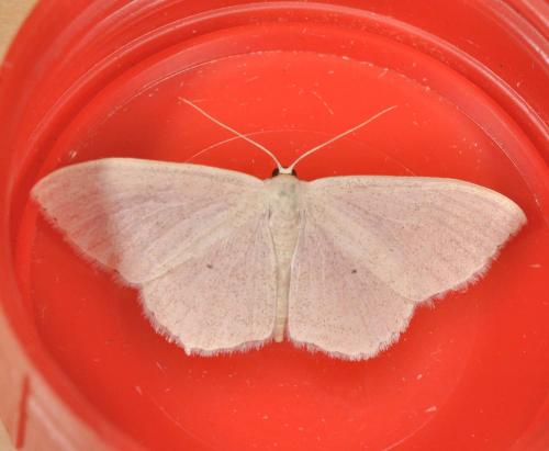 Réf. 142 821 : Scopula floslactata