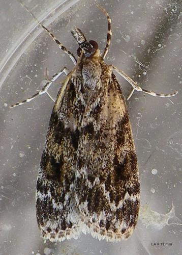 Réf. 142 739 : Scoparia sp.