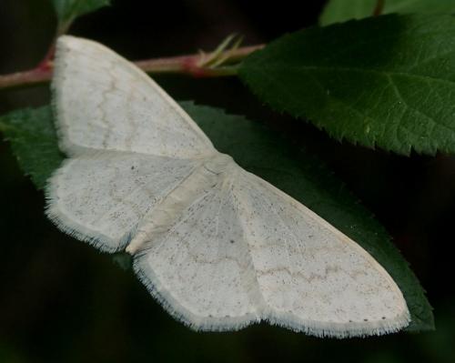 Réf. 142 369 : Scopula floslactata
