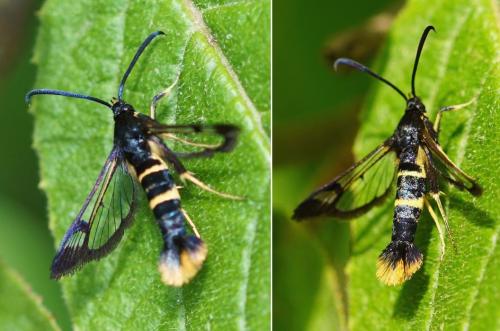 Synanthedon andrenaeformis
