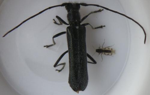 Réf. 142 668 : Stenostola sp.