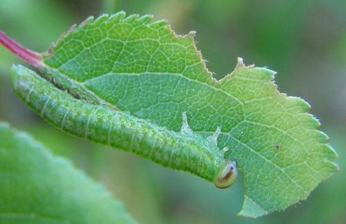 Réf. 142 729 : Pristiphora sp.