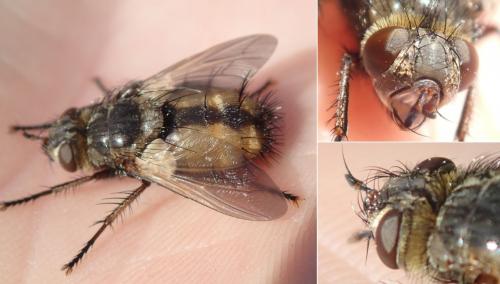 Réf. 142 279 : Tachina magnicornis
