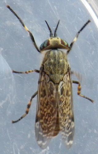 Réf. 142 203 : Haematopota pluvialis