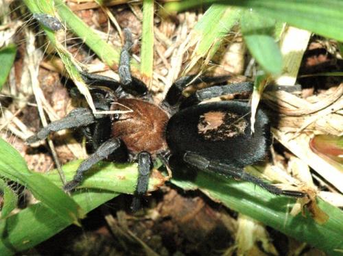 Theraphosinae