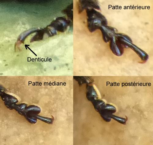 Chrysomela tremula