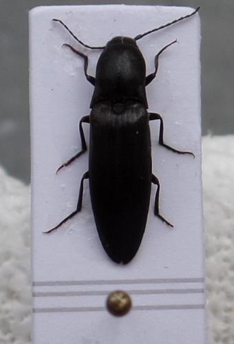 Ectinus aterrimus