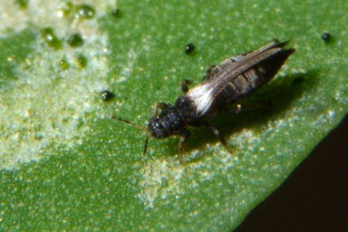 Réf. 142 264 : Neohydatothrips gracilicornis