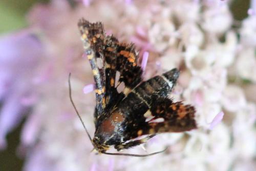 Thyris fenestrella