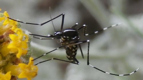 Aedes albopictus