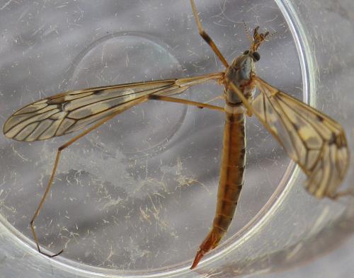Réf. 142 731 : Tipula sp.
