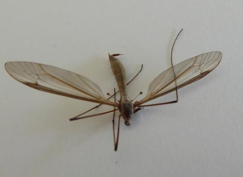 Réf. 142 205 : Tipula oleracea