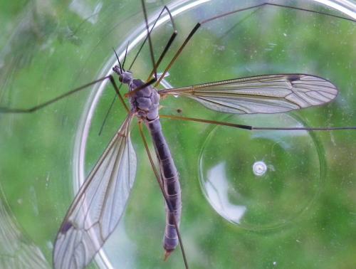 Tipula pruinosa