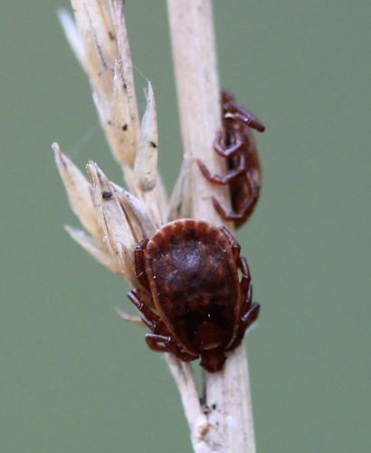 Réf. 142 879 : Haemaphysalis concinna