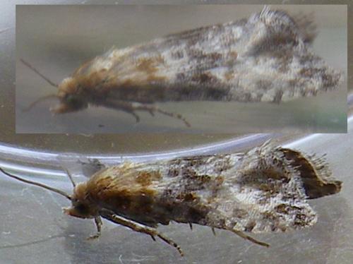 Réf. 142 660 : Lobesia littoralis