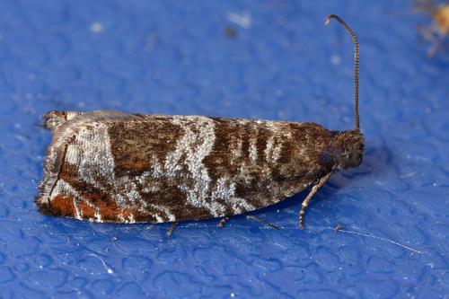 Ancylis achatana