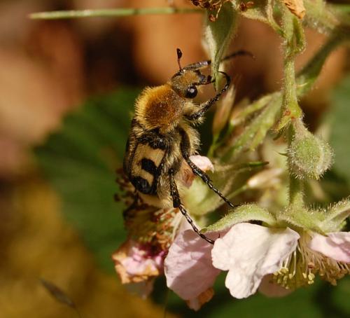 Réf. 142 831 : Trichius fasciatus