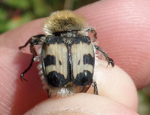 Réf. 142 328 : Trichius fasciatus