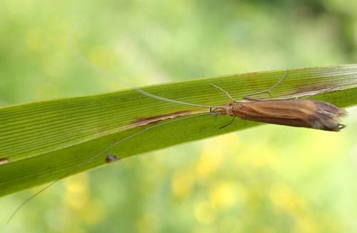 Adicella reducta