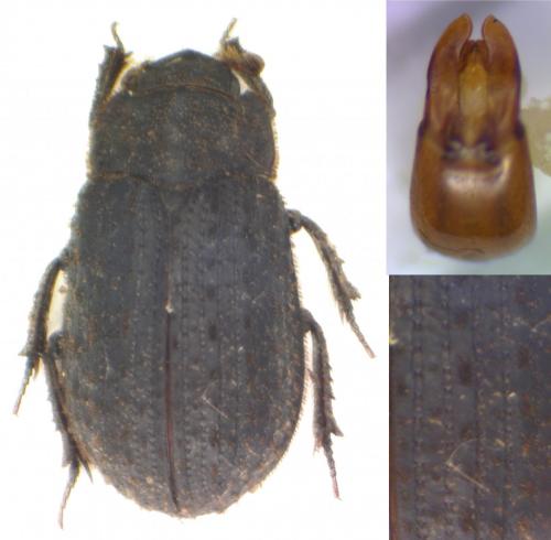 Trox scaber
