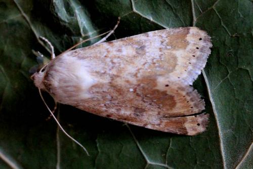 Réf. 142 752 : Heliothis nubigera