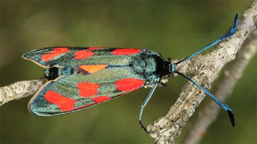 Zygaena sp.