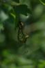 142333 – Photo : Olivier Payen – France (40)