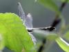 142559 – Photo : D.Mouchené – France (73)