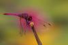 142401 – Photo : Cochet Alain – France (40)
