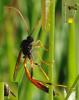 142723 – Photo : Pascal Vigneron – France (52)