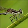 Argia lilacina