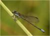 Argia lilacina