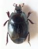 Atholus viennai