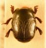 Hypocaccus dimidiatus maritimus