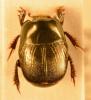 Hypocaccus dimidiatus dimidiatus
