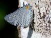 142775 – Photo : Christian Widmann – Brésil