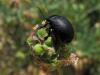 142490 – Photo : Sylvain Fadda – France (84)