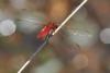 142470 – Photo : Thierry Wattez – France (86)